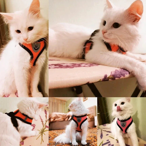 Breathable Mesh Harness & Leash Set for Cats & Dogs